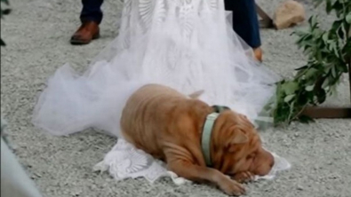 Illustration : "Un chien devient la star du mariage de ses propriétaires en s'allongeant sur la robe de sa maîtresse"