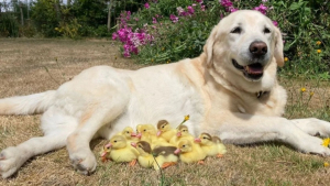 Illustration : "Ce Labrador est un véritable papa poule pour les canetons orphelins et l'a prouvé plus d'une fois"