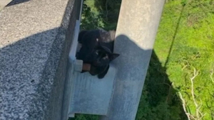 Illustration : "Le sauvetage périlleux d’un chat suspendu au-dessus du vide, sur un pont"