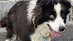 Illustration : "Un Border Collie complètement aveugle a été retrouvé attaché à un poteau dans une forêt"