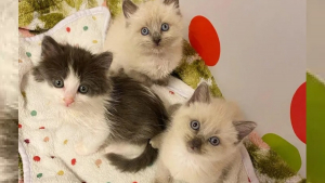 Illustration : "Contre toute attente, ces chatons survivent à une maladie redoutable et sont adoptés tous les trois par une nouvelle famille"