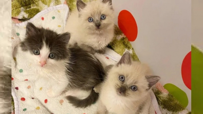 Illustration : "Contre toute attente, ces chatons survivent à une maladie redoutable et sont adoptés tous les trois par une nouvelle famille"
