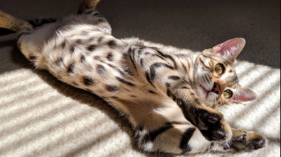 Illustration : "18 photos de chats qui exposent leur ventre pour de longues séances de gratouilles"