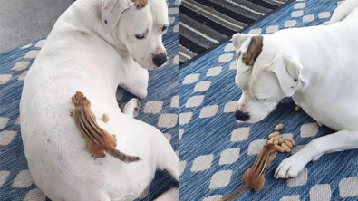 Illustration : "Vidéo : Tous les matins, ce chien sort sur sa terrasse pour nourrir un petit rongeur et l’observer se régaler"