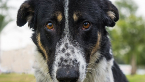 Illustration : "La science explique pourquoi le regard attendrissant de votre chien vous fait toujours craquer !"