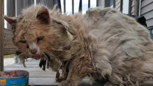 Illustration : "Un chat errant sénior découvert dans un état catastrophique et malade vit une transformation à peine croyable"