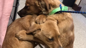 Illustration : "Un chiot et sa sœur venant d’être sauvés d’une famille négligente se câlinent pour se réconforter"