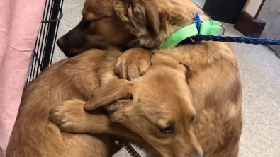 Illustration : "Un chiot et sa sœur venant d’être sauvés d’une famille négligente se câlinent pour se réconforter"