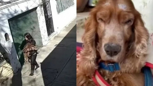 Illustration : "Vidéo : Une femme a été filmée par une caméra de surveillance, alors qu’elle était en train d’abandonner son chien aveugle"