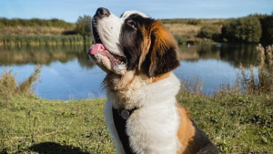 Illustration : "20 photos célébrant ce doux géant à la force tranquille qu'est le Saint Bernard"