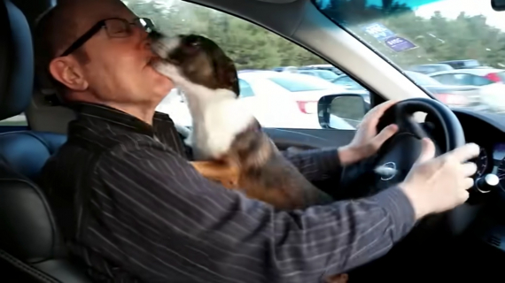 Illustration : Vidéo : Un Jack Russell devient fou de joie et incontrôlable quand il comprend qu’il se rend au parc canin