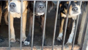 Illustration : "50 chiens ont été sauvés d’une mort certaine dans un abattoir illégal en Indonésie"