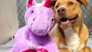 Illustration : "L’objectif de ce chien ? Courir dès que les portes du magasin s’ouvrent pour voler une peluche licorne"