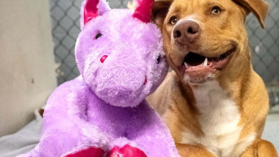 Illustration : L’objectif de ce chien ? Courir dès que les portes du magasin s’ouvrent pour voler une peluche licorne
