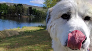 Illustration : "20 photos de chiens qui tirent la langue, mais pas pour vous narguer"