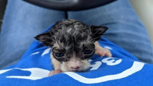 Illustration : "Trempé jusqu’aux os par une pluie torrentielle, ce chaton a été découvert seul dans la rue"