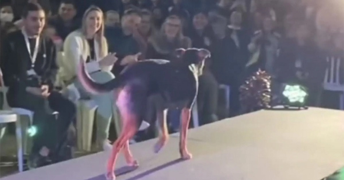 Vidéo un chien s’invite lors d’un concours de beauté et défile sur le podium