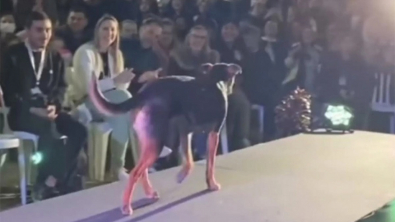 Illustration : "Vidéo : un chien s’invite lors d’un concours de beauté et défile sur le podium"