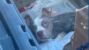 Illustration : "« C'est choquant de voir un chien dans la benne à ordures » : un éboueur découvre un chiot au milieu des poubelles"