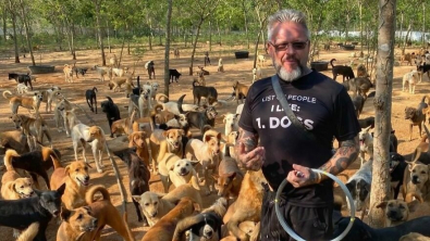 Illustration : "600 canidés trouvent un foyer grâce à l'initiative généreuse d'un homme en Thaïlande"