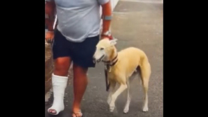 Illustration : "Vidéo : Par compassion, un chien boite et imite son maître qui a la jambe plâtrée"