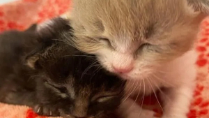 Illustration : "2 chatons gravement malades s'accrochent à la vie de toutes leurs forces pour déjouer les pronostics alarmants"