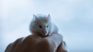Illustration : "20 photos de souris dont l'adorable bouille vous fera sourire"