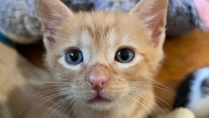 Illustration : "Plus petit chaton de sa portée, Oboe impressionne sa mère d'accueil par sa détermination"