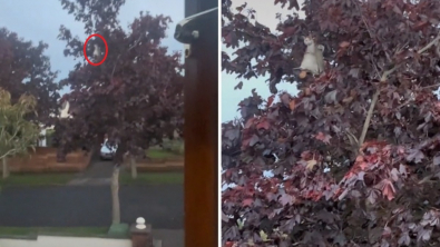 Illustration : Vidéo : Une chatte se retrouve coincée en haut d’un arbre pendant une tempête, sous le regard impuissant de ses propriétaires