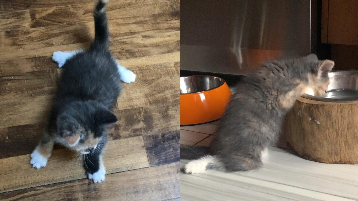 Ce chaton handicapé fait de nombreuses séances d’exercice pour retrouver l’usage de ses pattes
