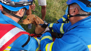 Illustration : "Une équipe de secours intervient pour sauver un chien tombé d’une falaise de 9 mètres !"