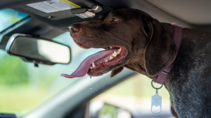 Illustration : "Pendant que cette femme s’occupe de sa fille handicapée, un agent de sécurité brise la vitre de sa voiture pour “sauver” son chien"