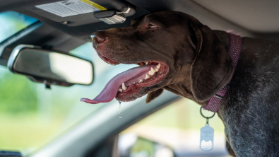 Illustration : Pendant que cette femme s’occupe de sa fille handicapée, un agent de sécurité brise la vitre de sa voiture pour “sauver” son chien