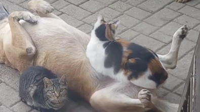 Illustration : "Un chat rencontre un chien errant et le trouve tellement confortable qu’il s’installe sur lui (vidéo)"