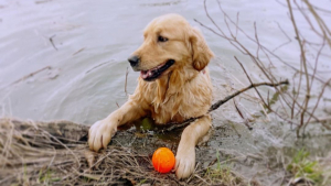 Illustration : "Vidéo : Cette chienne a peur de l’eau, mais elle peut compter sur sa meilleure amie pour aller chercher son jouet pour elle !"