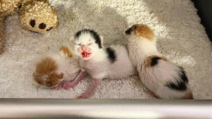 Illustration : "Le combat pour la survie d'un trio de chatons nés parmi les pneus d'une entreprise de recyclage"