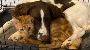 Illustration : "Ce chien et son ami chat ne peuvent se passer l'un de l'autre et ont adopté un adorable rituel quotidien"