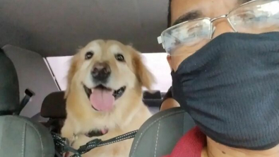 Illustration : "20 photos faisant découvrir la joyeuse clientèle d'un taxi pour animaux de compagnie"