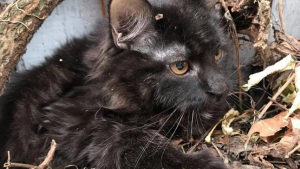 Illustration : "Ce chaton s’est métamorphosé après avoir été retrouvé caché sous un tas de feuilles mortes"