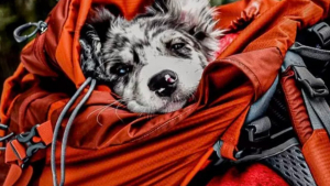 Illustration : "19 chiens nichés dans le sac à dos de leur humain et prêts à partir en vadrouille"