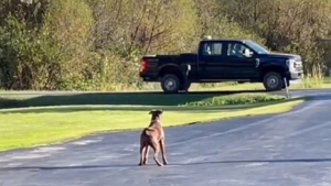 Illustration : "Vidéo : Reconnaissante d’avoir été sauvée, cette chienne attend tous les jours avec impatience le retour de son papa"