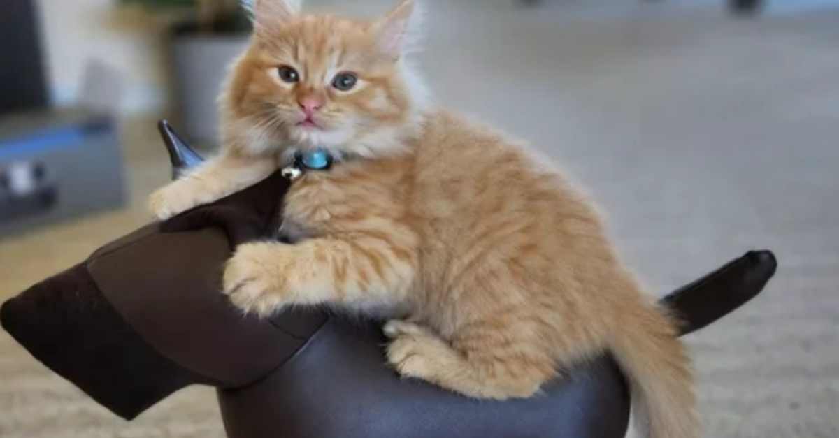 14 photos confirmant la réputation d'espièglerie qu'ont les chats roux