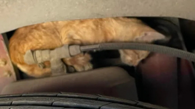 Illustration : "Déterminé à secourir un chaton coincé dans le moteur d'un bus, un passant décide d'en faire plus pour lui "