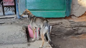 Illustration : "Vidéo : Le sauvetage d’un chiot squelettique qui se faisait voler toute sa nourriture par les chiens plus forts que lui"