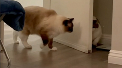Illustration : "Ces 2 chats adorent jouer à se surprendre et les internautes en raffolent (vidéo)"