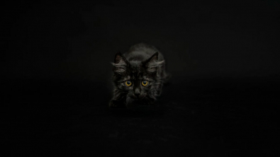 Illustration : "14 photos rappelant à quel point les chats noirs sont des créatures sublimes"