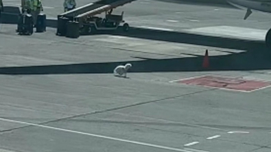 Illustration : "Un chien s'étant retrouvé sur le tarmac met les bagagistes d'un aéroport à rude épreuve (vidéo)"
