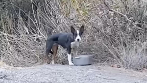 Illustration : "La puce d'un chien découvert seul en forêt leur fait une révélation déchirante et les pousse à tout faire pour l'aider à revivre"