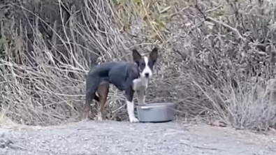 Illustration : "La puce d'un chien découvert seul en forêt leur fait une révélation déchirante et les pousse à tout faire pour l'aider à revivre"