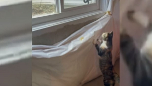 Illustration : "Vidéo : Une chatte découvre un serpent en difficulté et court chercher ses propriétaires pour obtenir leur aide"